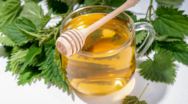 Secrets of Organic Nettle Tea: Benefits, Nutrition, Side Effects and Uses