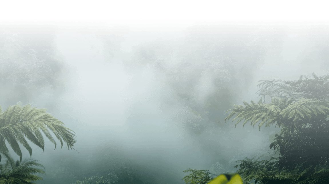 Misty tropical rainforest background with lush green foliage.