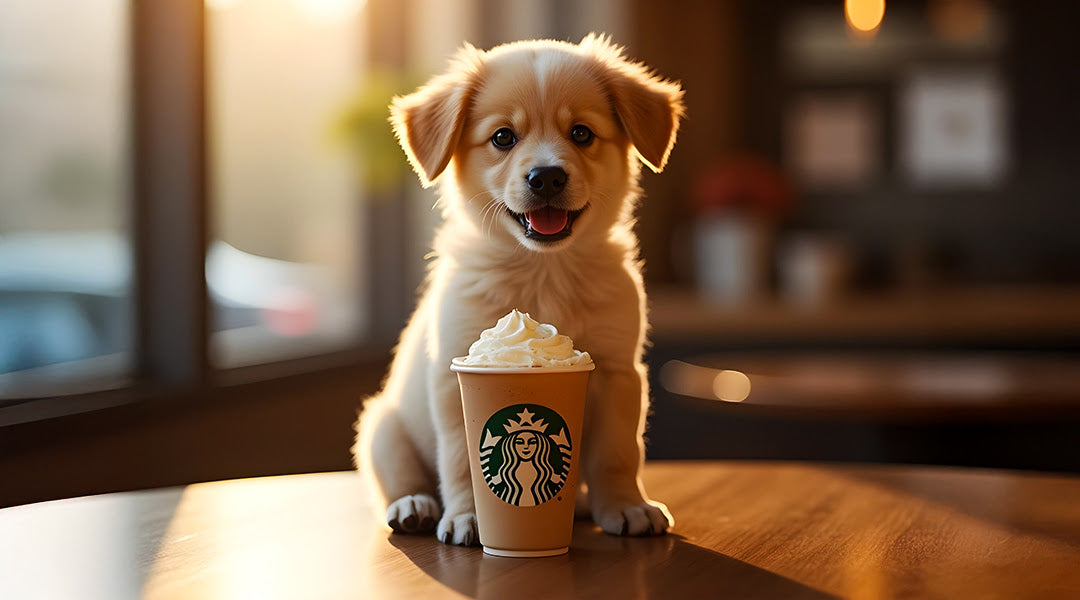 What Is a Starbucks Puppuccino and How to Make It?