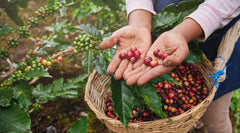 Battling Poverty, Pollution, And Poor Product Quality With Fair Trade Coffee Farming