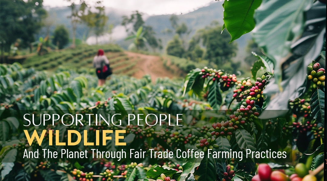 Supporting People, Wildlife, And The Planet Through Fair Trade Coffee Farming Practices